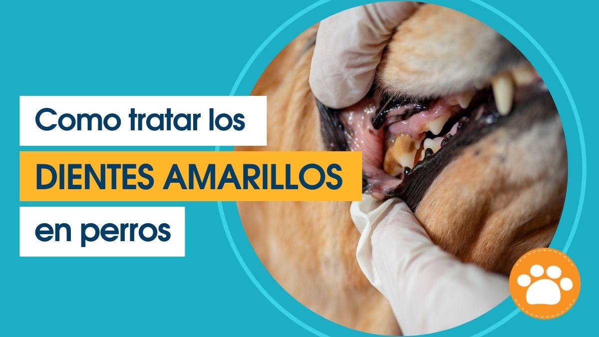 Como tratar los dientes amarillos en perros (1)