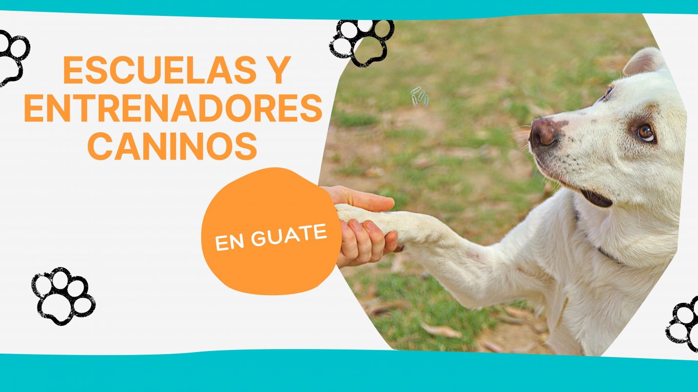 Escuelas y Entrenadores Caninos de Guatemala