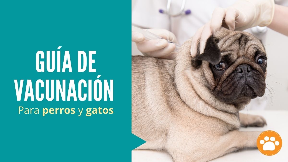 Guía de vacunación para perros y gatos ¿Qué vacunas necesita mi mascota?Guía de vacunación para perros y gatos ¿Qué vacunas necesita mi mascota?