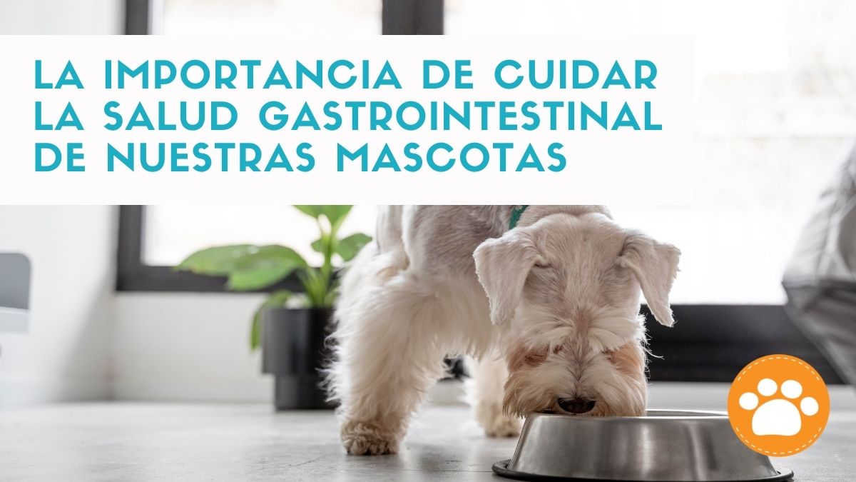 salud Gastrointestinal de perros y gatos