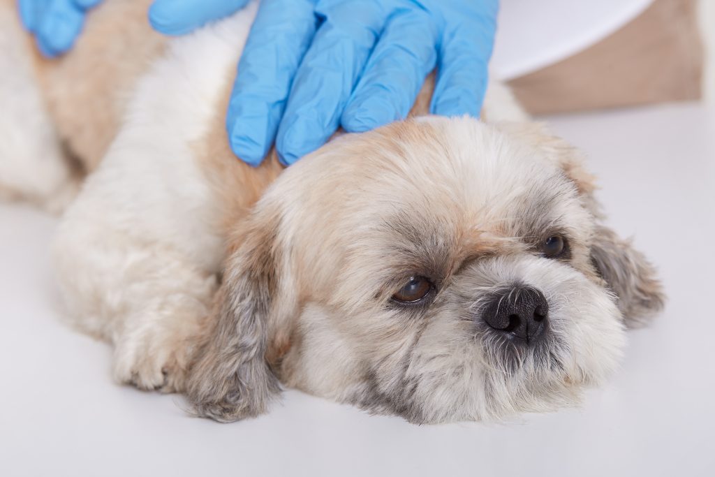 Hands of veterinarians in blue protective gloves examines Pekingese health, small dog lying on table in veterinary clinic, vet diagnoses puppy's disease.