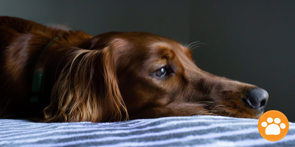 seguro médico para mascotas