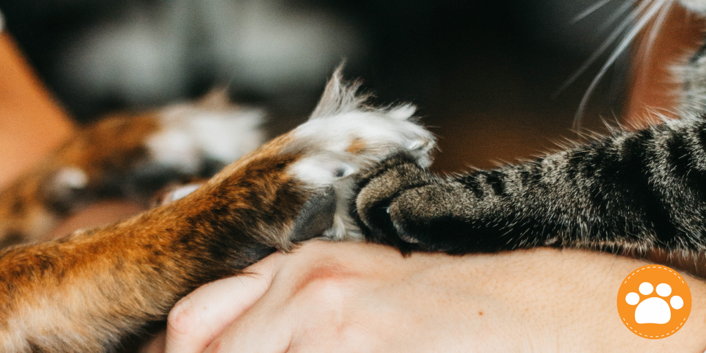 seguro médico para mascotas 
