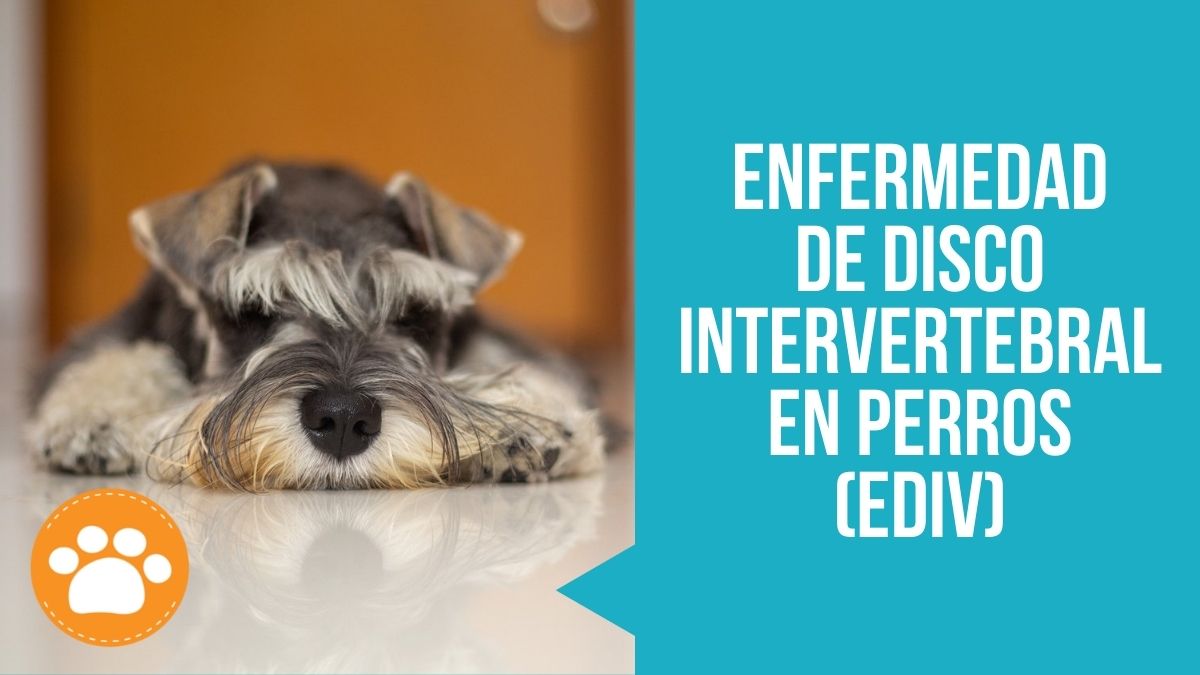Enfermedad de disco intervertebral en perros (EDIV)