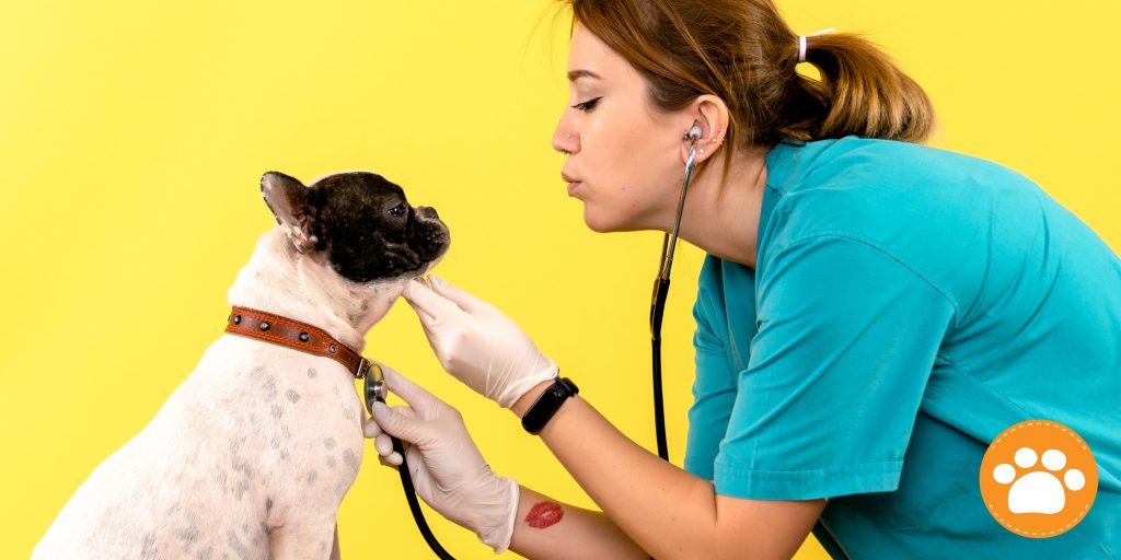 Tratamiento para insuficiencia cardíaca en perros