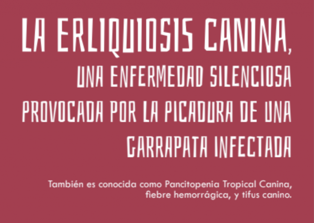 La erlichiosis canina, una enfermedad silenciosa provocada por la picadura de una garrapata infectada