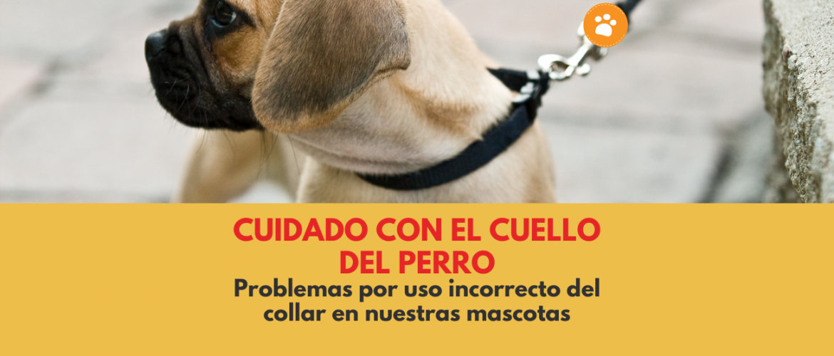 Problemas por uso incorrecto del collar en nuestras mascotas