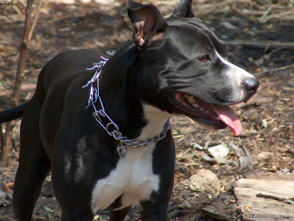Collar de ahorque en perros: Problemas de cuello