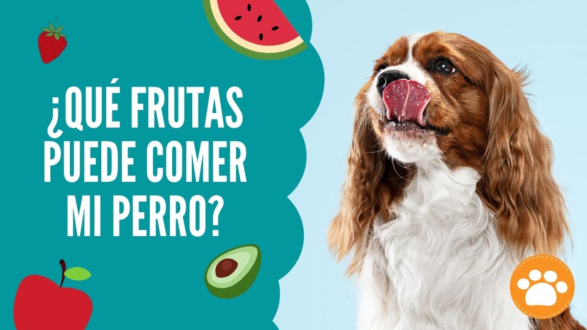 ¿Qué frutas puede comer mi perro