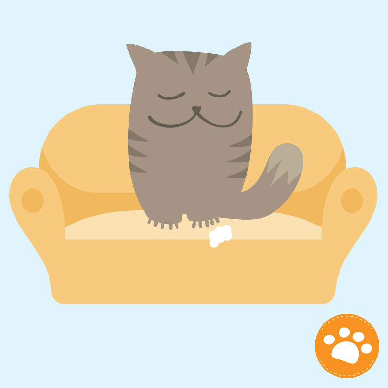 Problemas comunes en gatos: Mi gato trepa y araña muebles