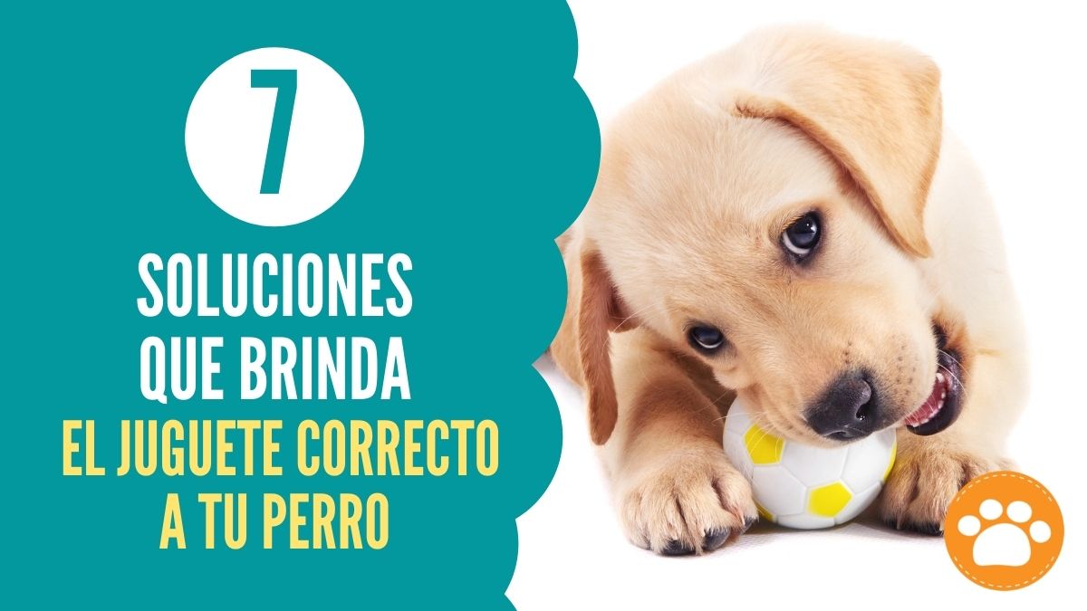 7 soluciones que brinda el juguete correcto a tu perro
