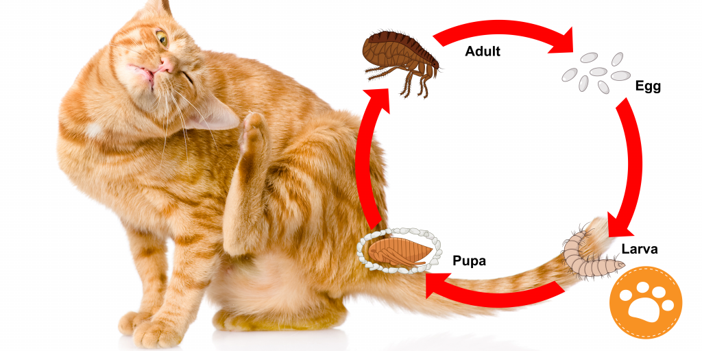 El ciclo de vida de la pulga en gatos