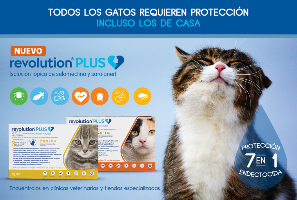 Revolution Plus, elimina las pulgas en gatos
