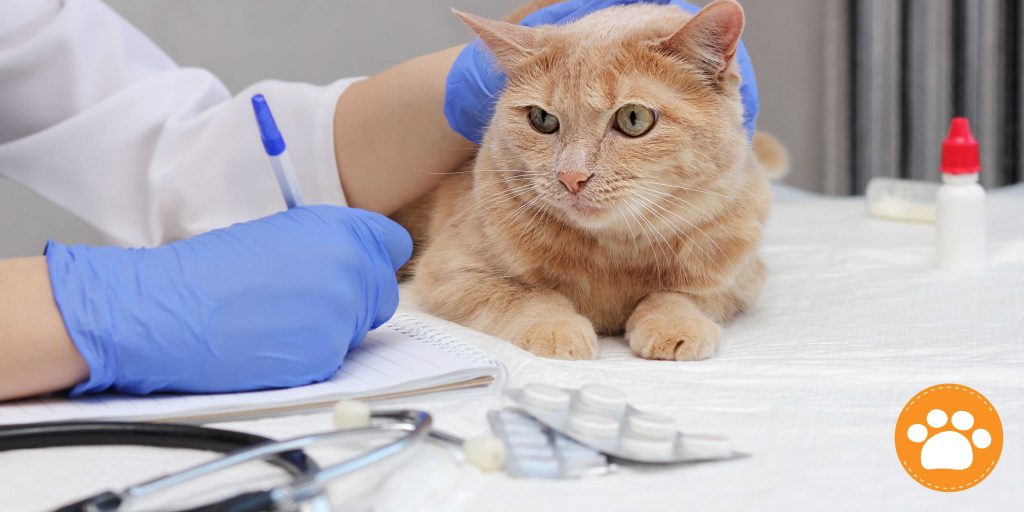 Incluso los gatos en casa necesitan protección