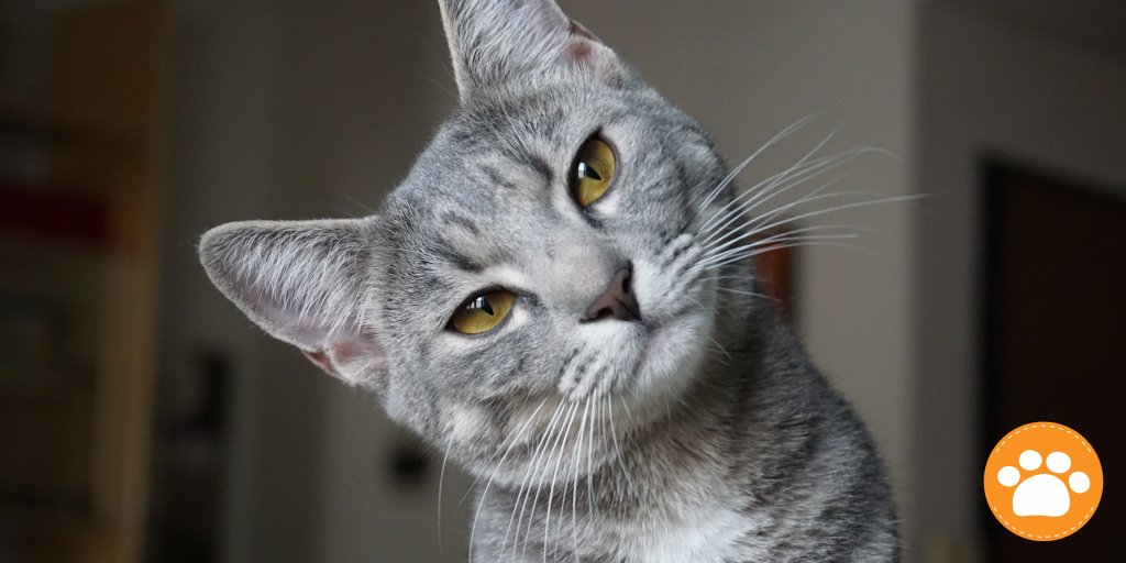 Incluso los gatos en casa necesitan protección