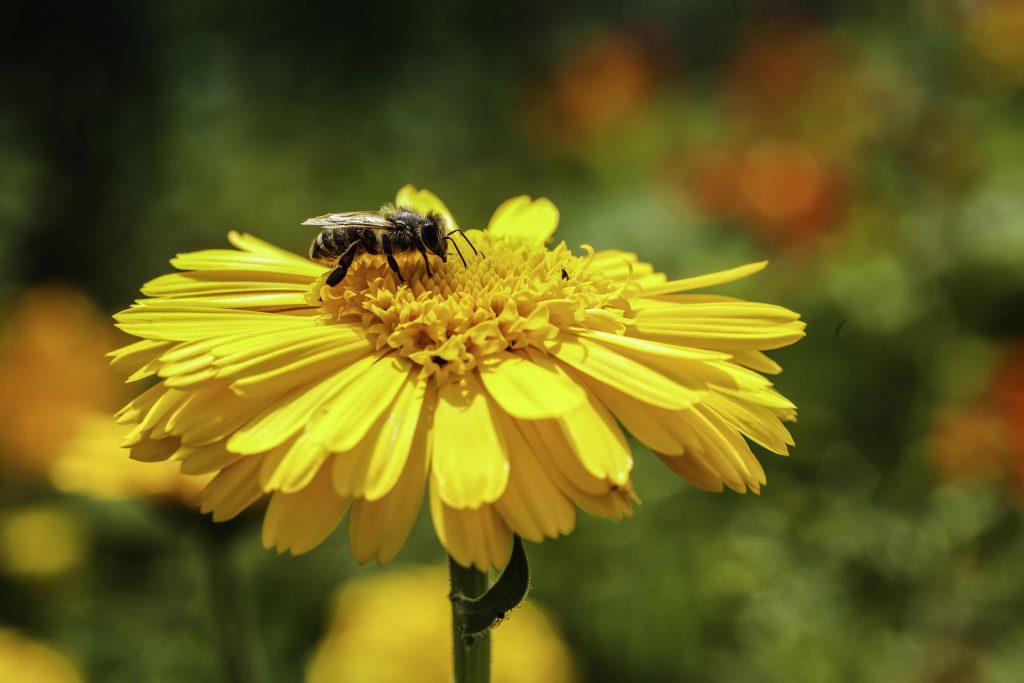 Diferencia entre las picaduras de avispas y las picaduras de abejas en perros 