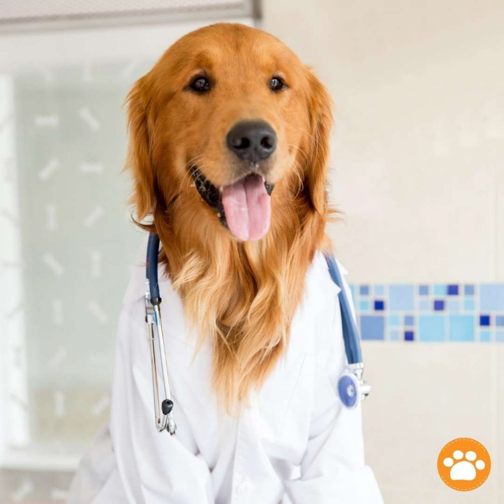 Protege a tu perro de parásitos: Perros y Familias Saludables