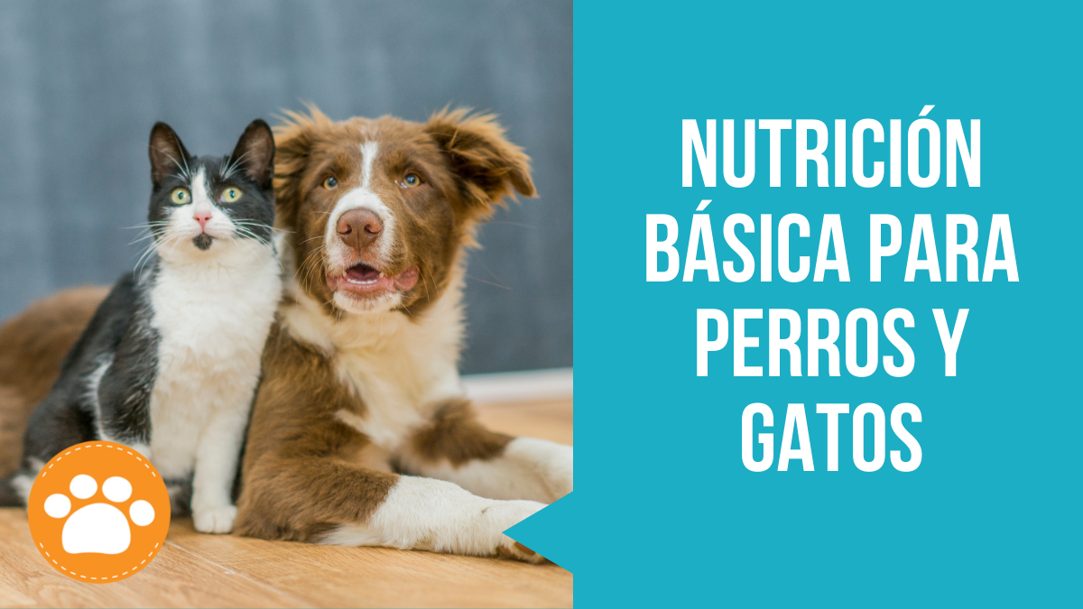 Nutrición básica para perros y gatos -