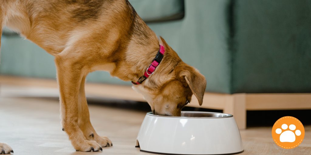 Nutrición básica para perros y gatos