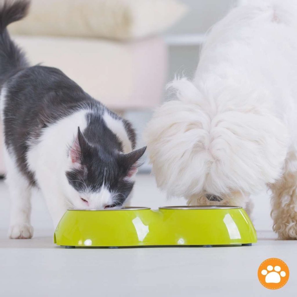 Nutrición básica para perros y gatos