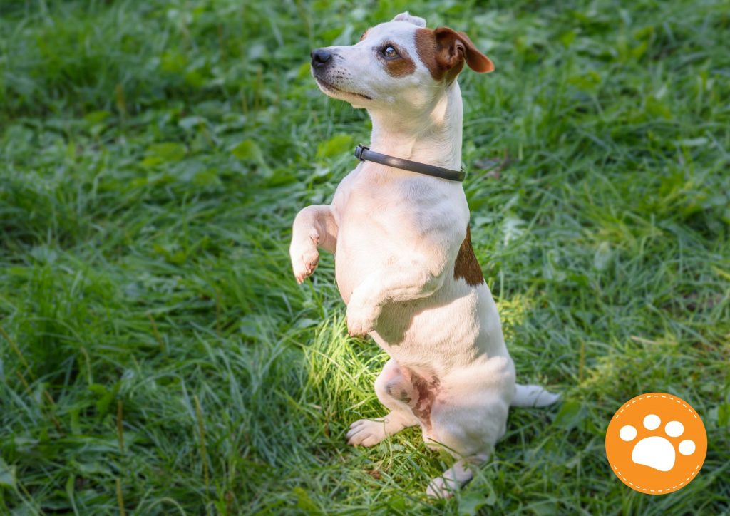 SERESTO: Un aliado clave de protección contra pulgas y garrapatas para Perros y Gatos