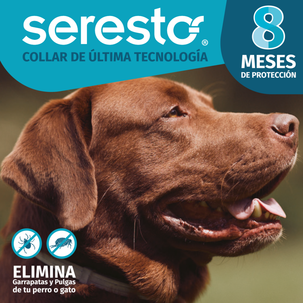 SERESTO: Un aliado clave de protección contra pulgas y garrapatas para Perros y Gatos