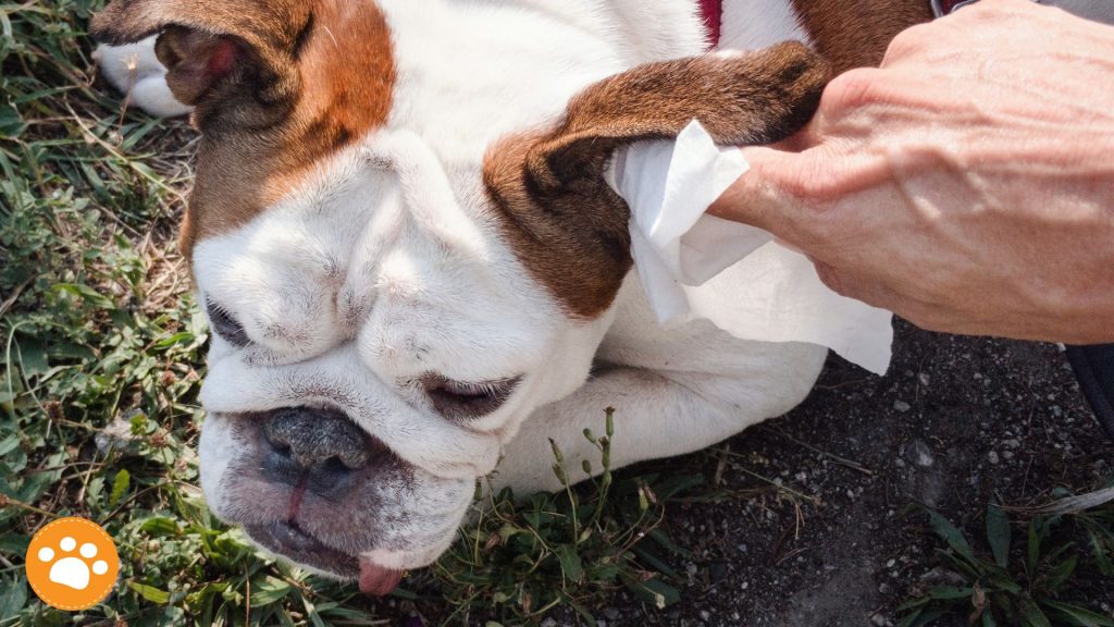¿Cómo repeler la mosca muerde oreja?