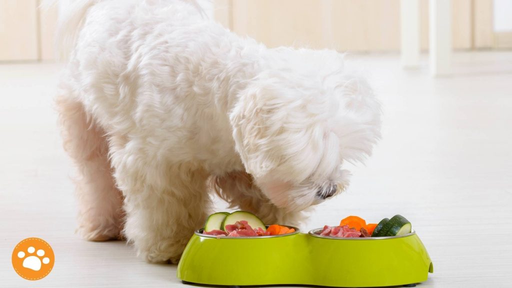 La inclusión de frutas y vegetales en los alimentos balanceados para perros