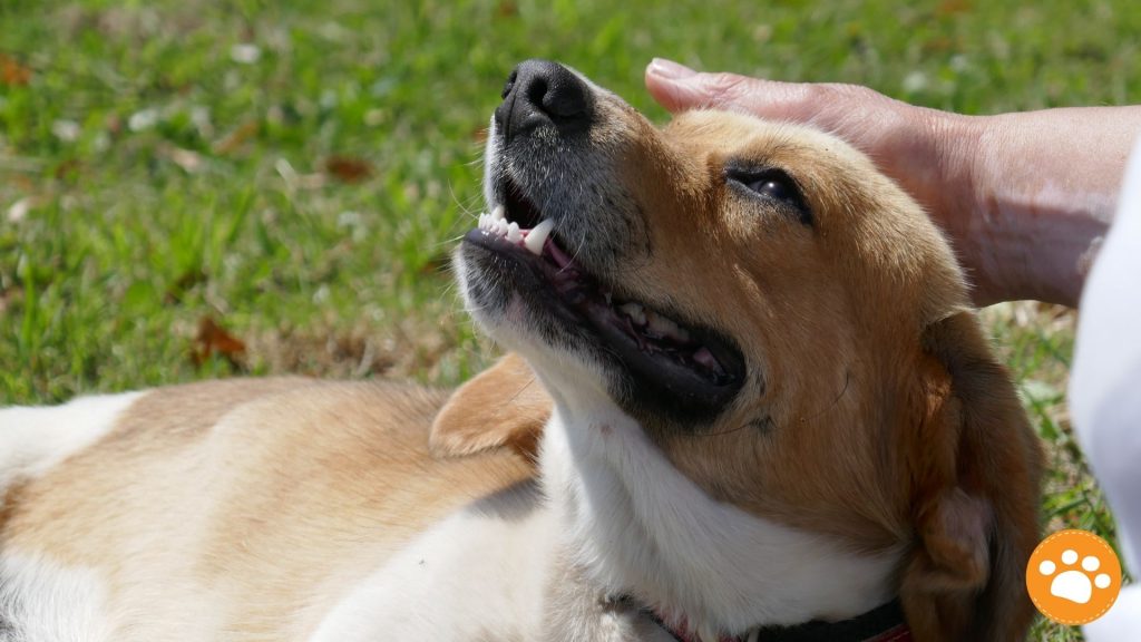 ¿Cómo rescatar a un perro? Lo que debemos saber de los ANIMALES RESCATADOS 