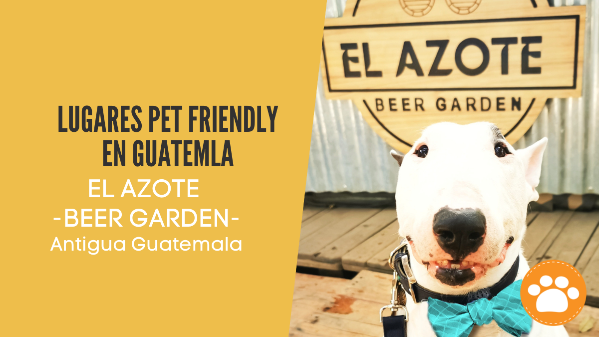 Lugares pet friendly en guatemla