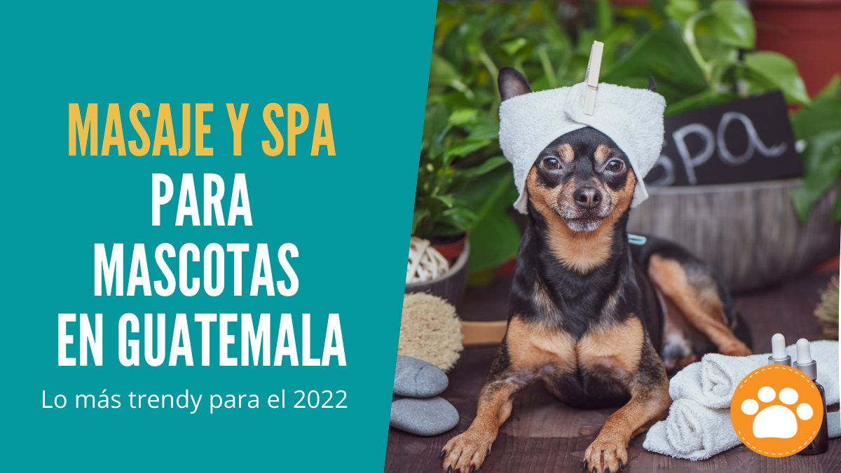 Masaje y Spa para mascotas en Guatemala