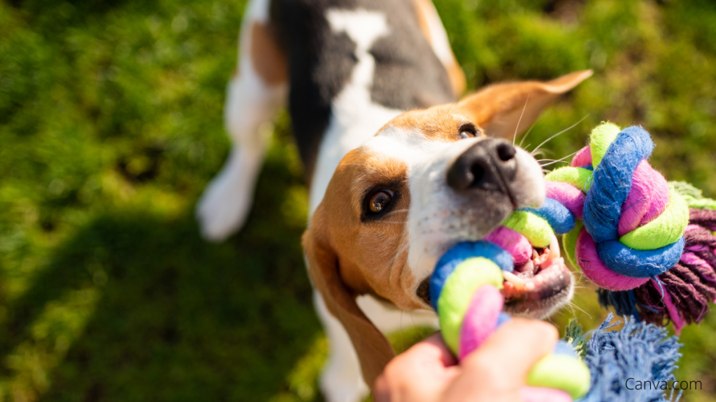 ¿Qué puedo hacer para que un perro no muerda las manos?