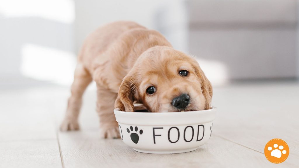 ¿Qué debe comer un cachorro?