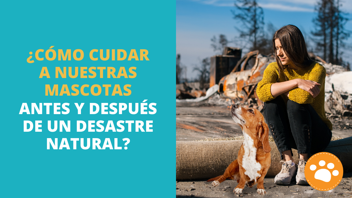 ¿Cómo cuidar a nuestras mascotas antes y después de un desastre natural?