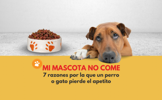 7 razones por la que un perro o gato pierde el apetito