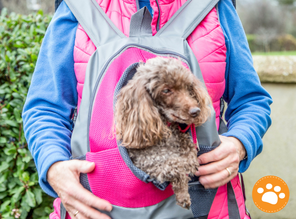 ¿Cómo cuidar a nuestras mascotas antes y después de un desastre natural?