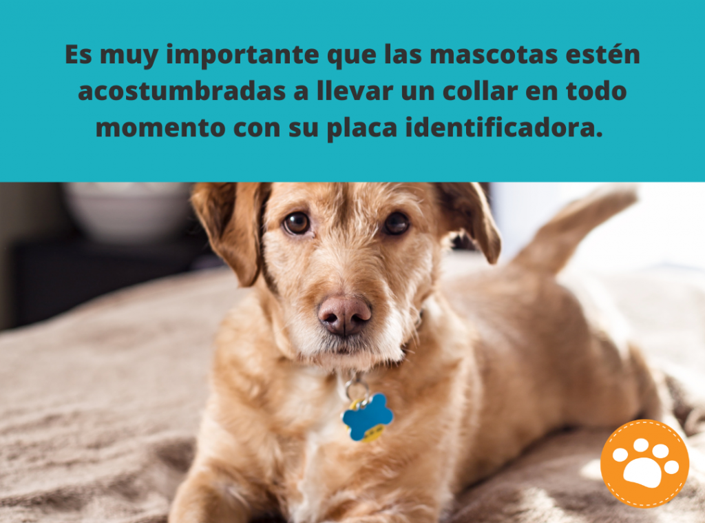 ¿Cómo cuidar a nuestras mascotas antes y después de un desastre natural?