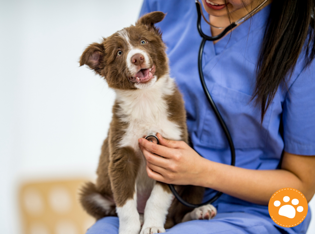 Rilexine® Palatable: Tratamiento eficaz de las infecciones en piel o Piodermas en perros