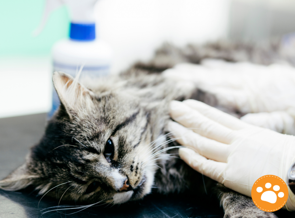 Transfusión Sanguínea en Perros y Gatos