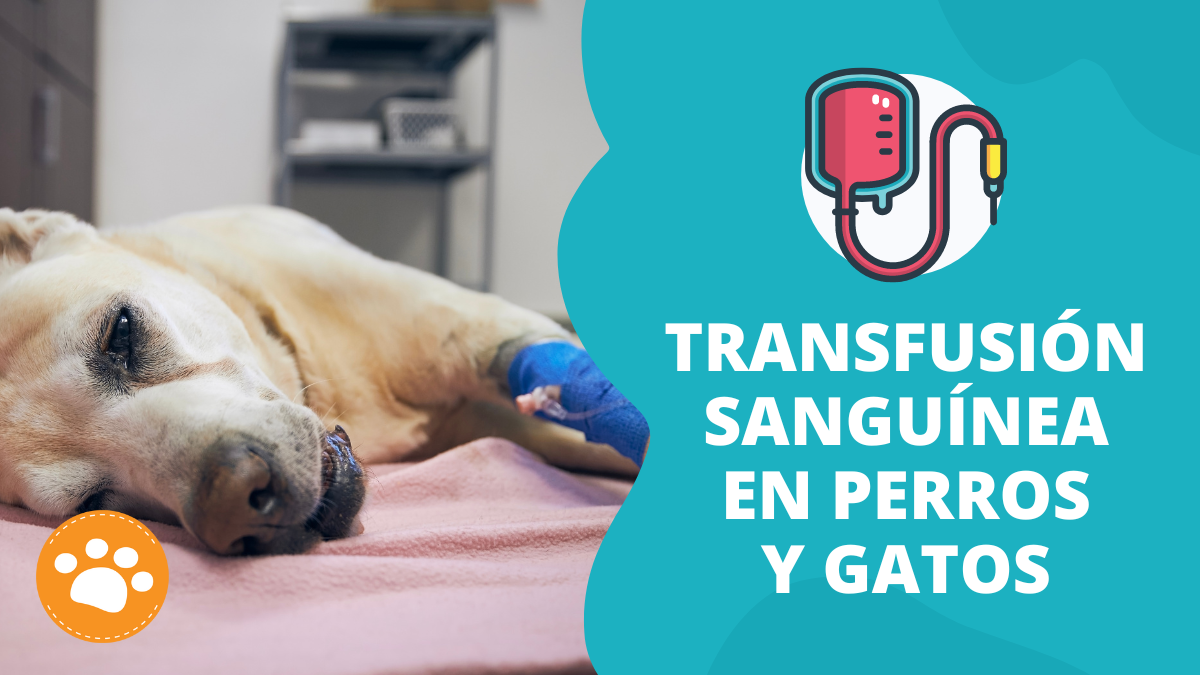 Transfusión Sanguínea en Perros y Gatos
