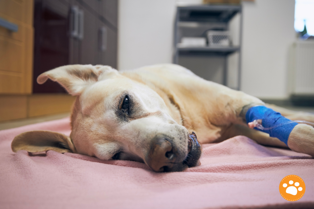¿Qué debo saber sobre el TVT en perros? Tumor Venéreo Transmisible