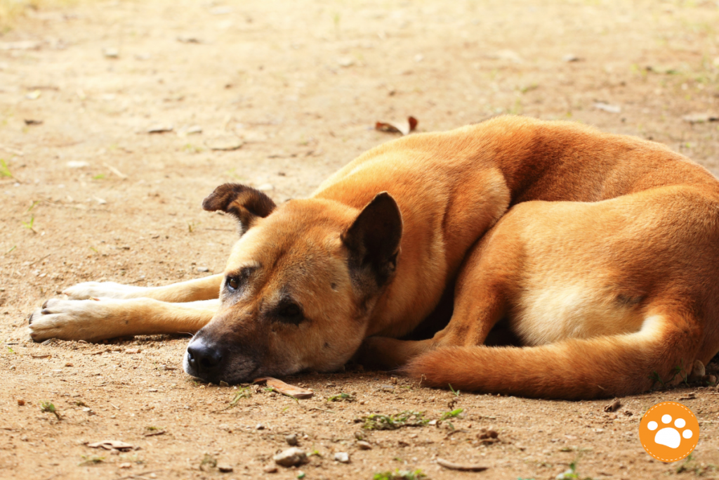¿Qué debo saber sobre el TVT? Tumor Venéreo Transmisible