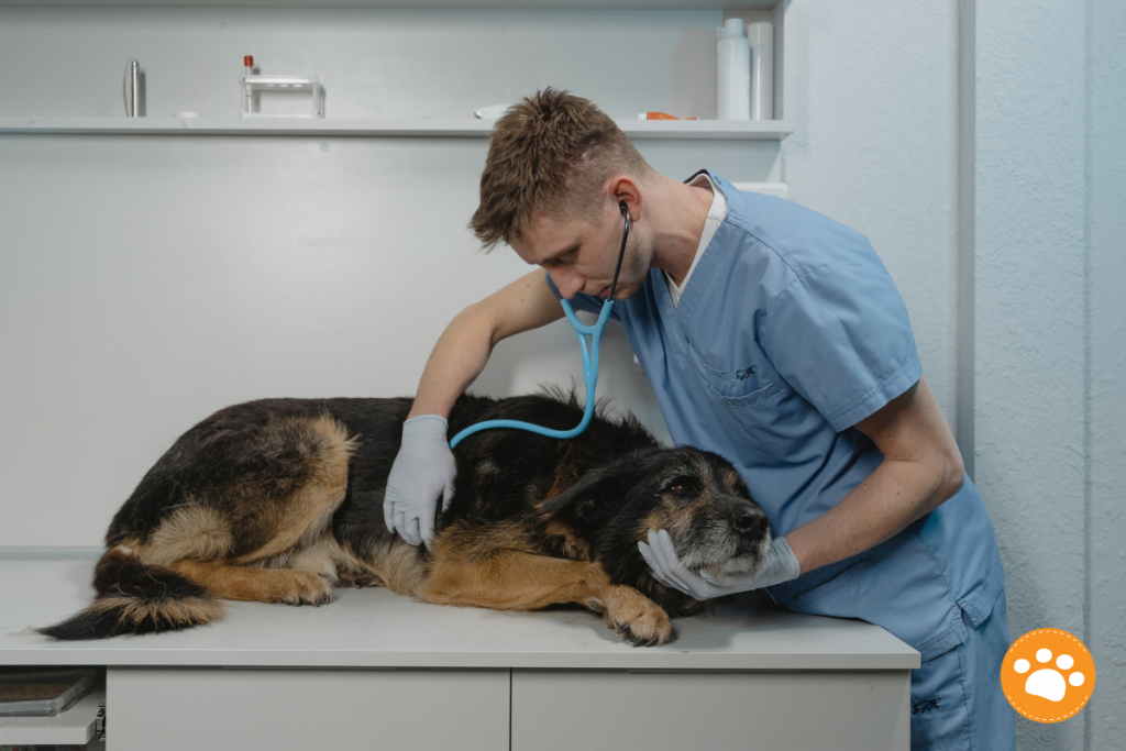 ¿Qué debo saber sobre el TVT en perros? Tumor Venéreo Transmisible