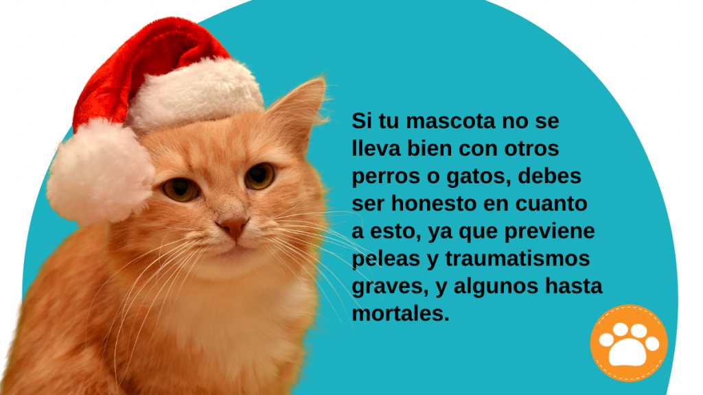 Padecimientos médicos observados en mascotas durante las fiestas de fin de año