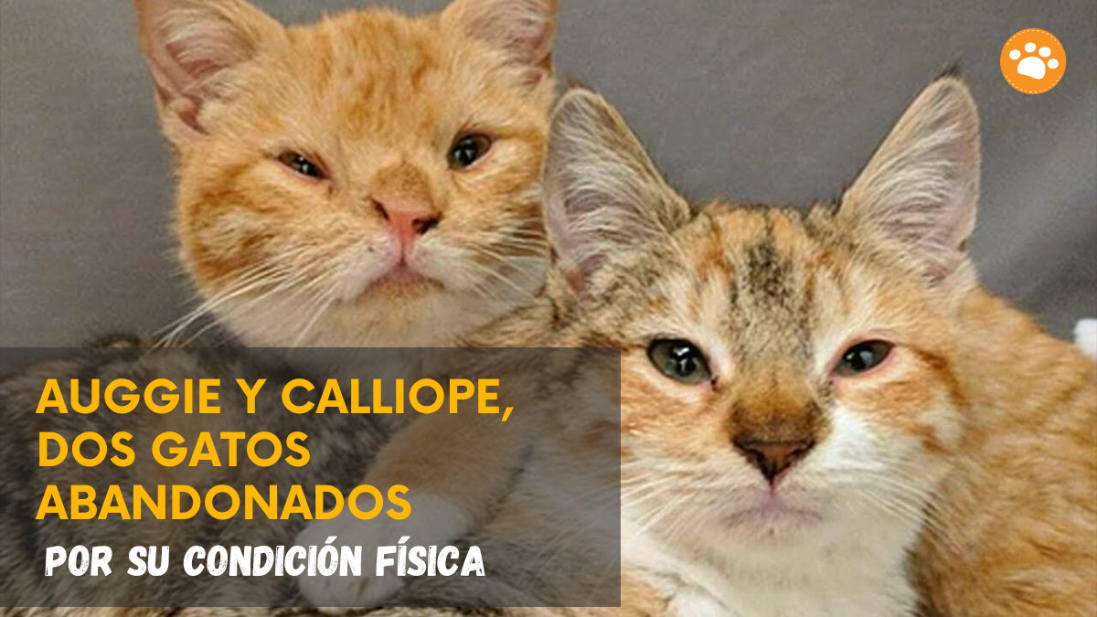 Auggie y Calliope, dos gatos abandonados por su condición física