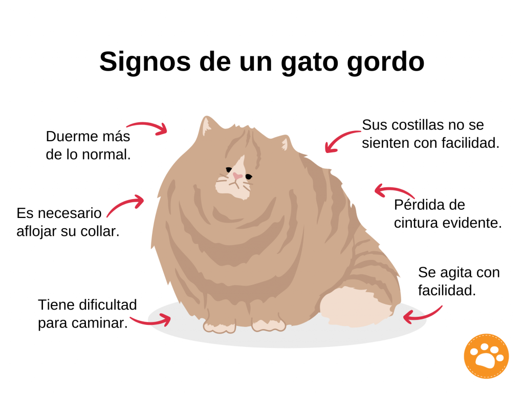 Signos de un gato gordo : Como se si mi gato tiene sobrepeso u obesidad