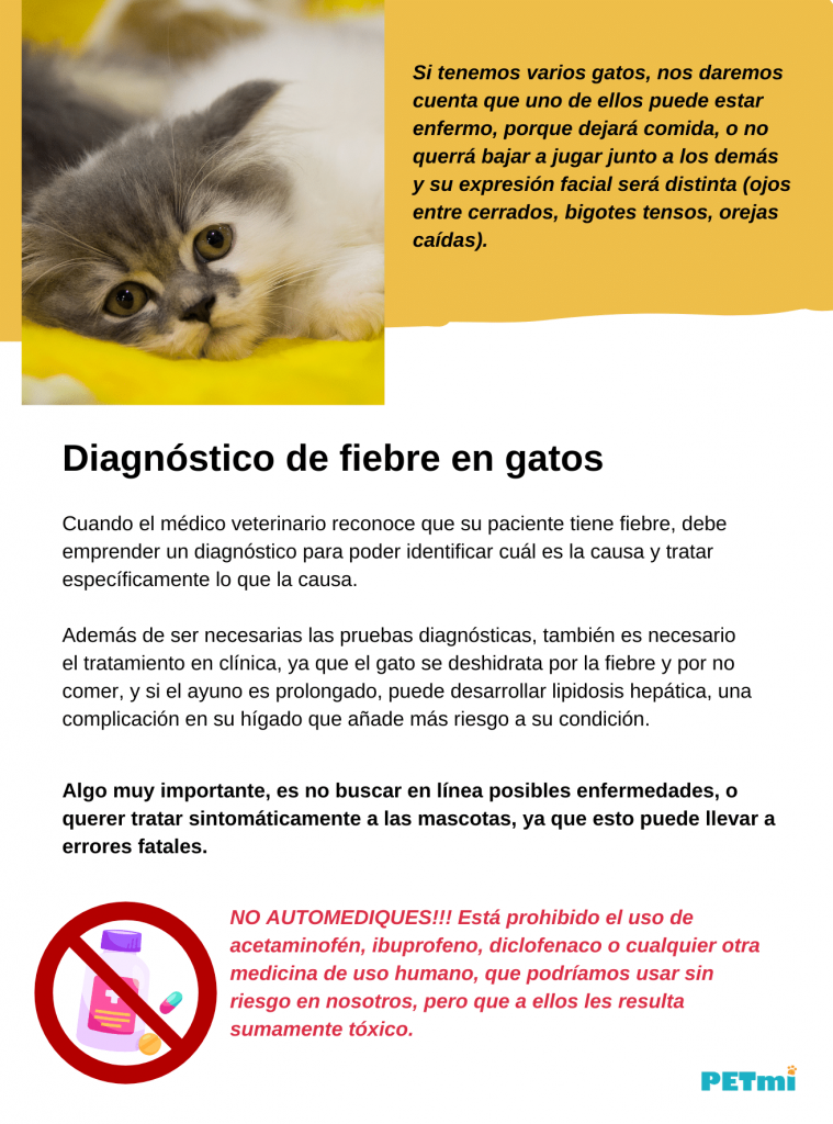 Sintomas de fiebre en gatos