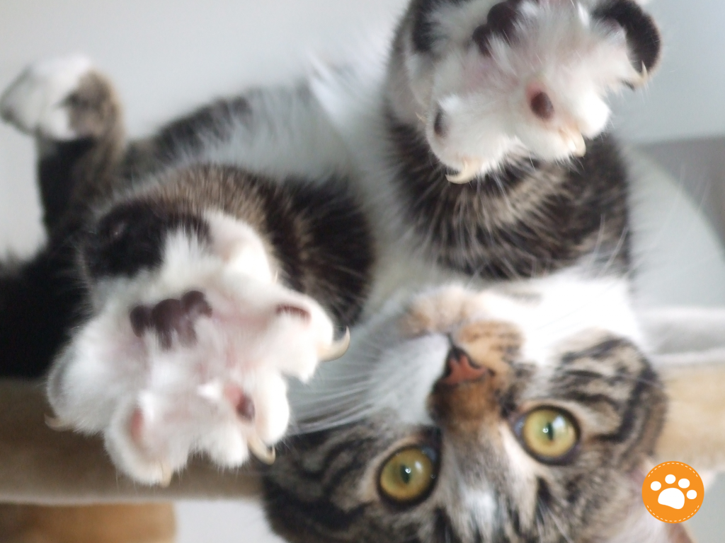 Las uñas de los gatos: todo lo que necesitas saber  