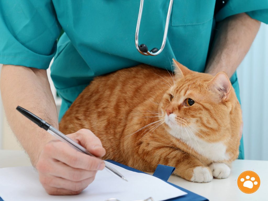 Sintomas de fiebre en gatos ¿Cómo saber si mi gato tiene fiebre y qué puedo hacer?
