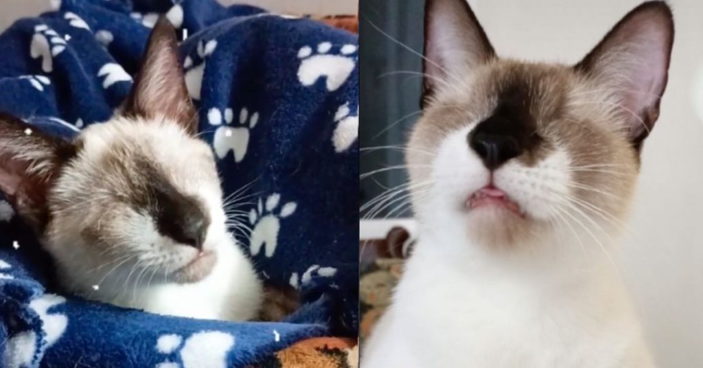 Panchito un gato sin ojos es la inspiración de cientos de internautas. 